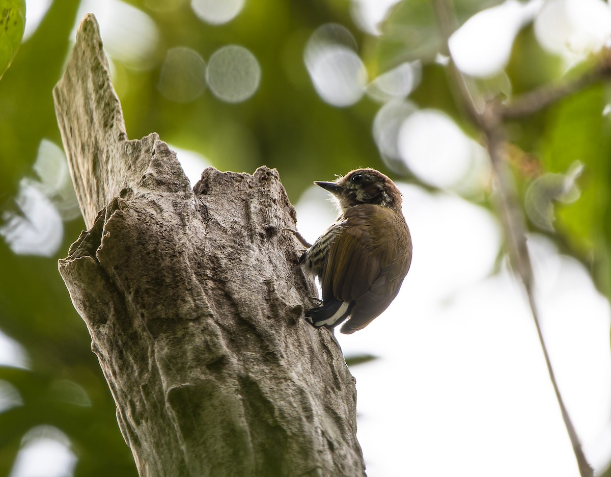 Speckled Piculet - ML619724393