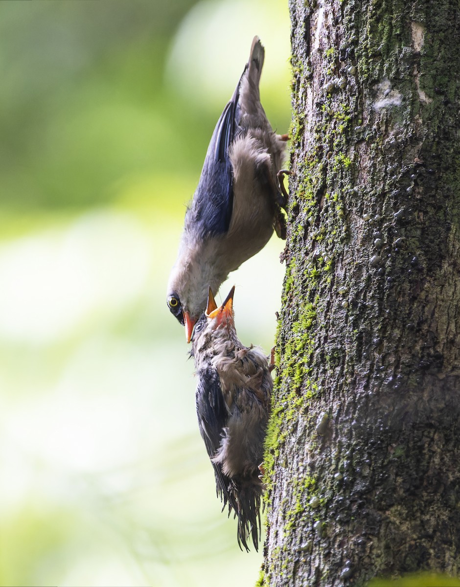 Velvet-fronted Nuthatch - ML619724438