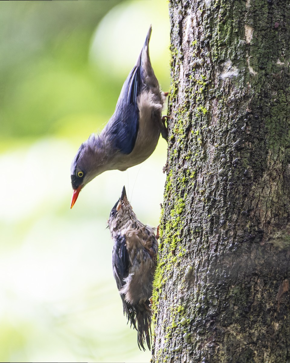 Velvet-fronted Nuthatch - ML619724439