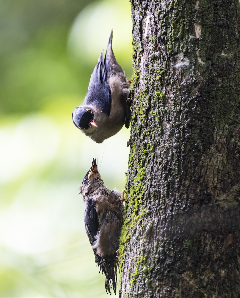 Velvet-fronted Nuthatch - ML619724440