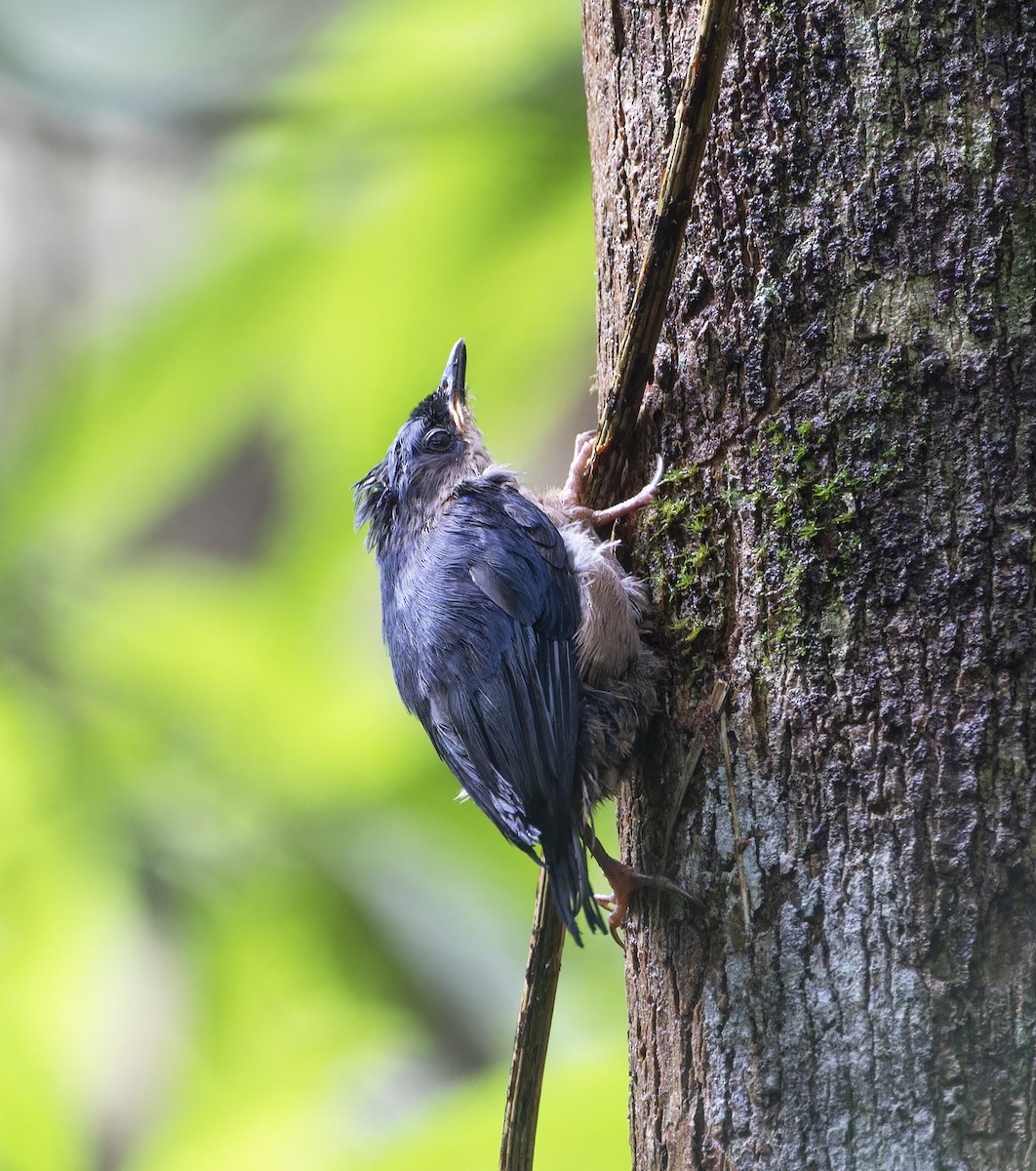 Velvet-fronted Nuthatch - ML619724441