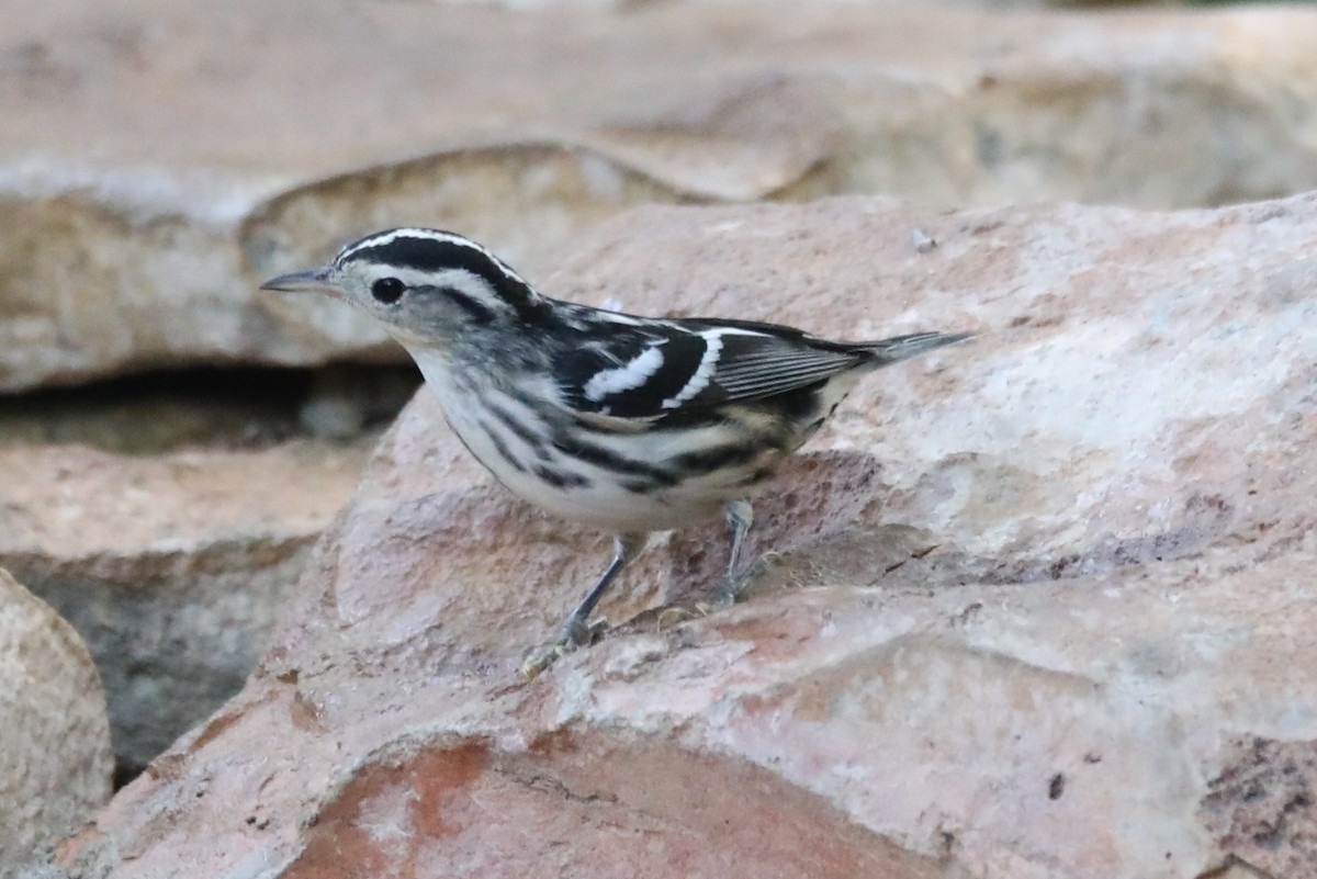 Black-and-white Warbler - ML619724448