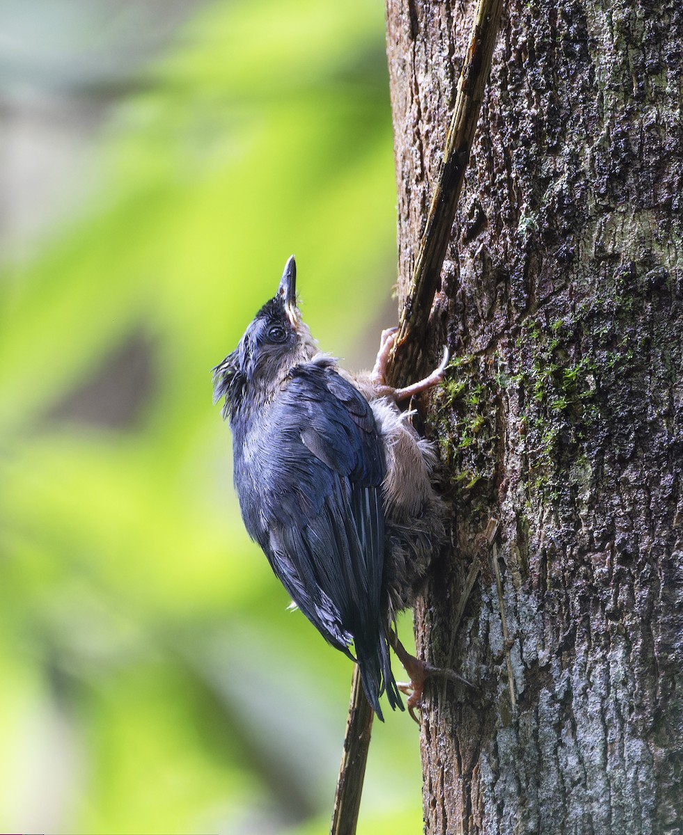 Velvet-fronted Nuthatch - ML619724457