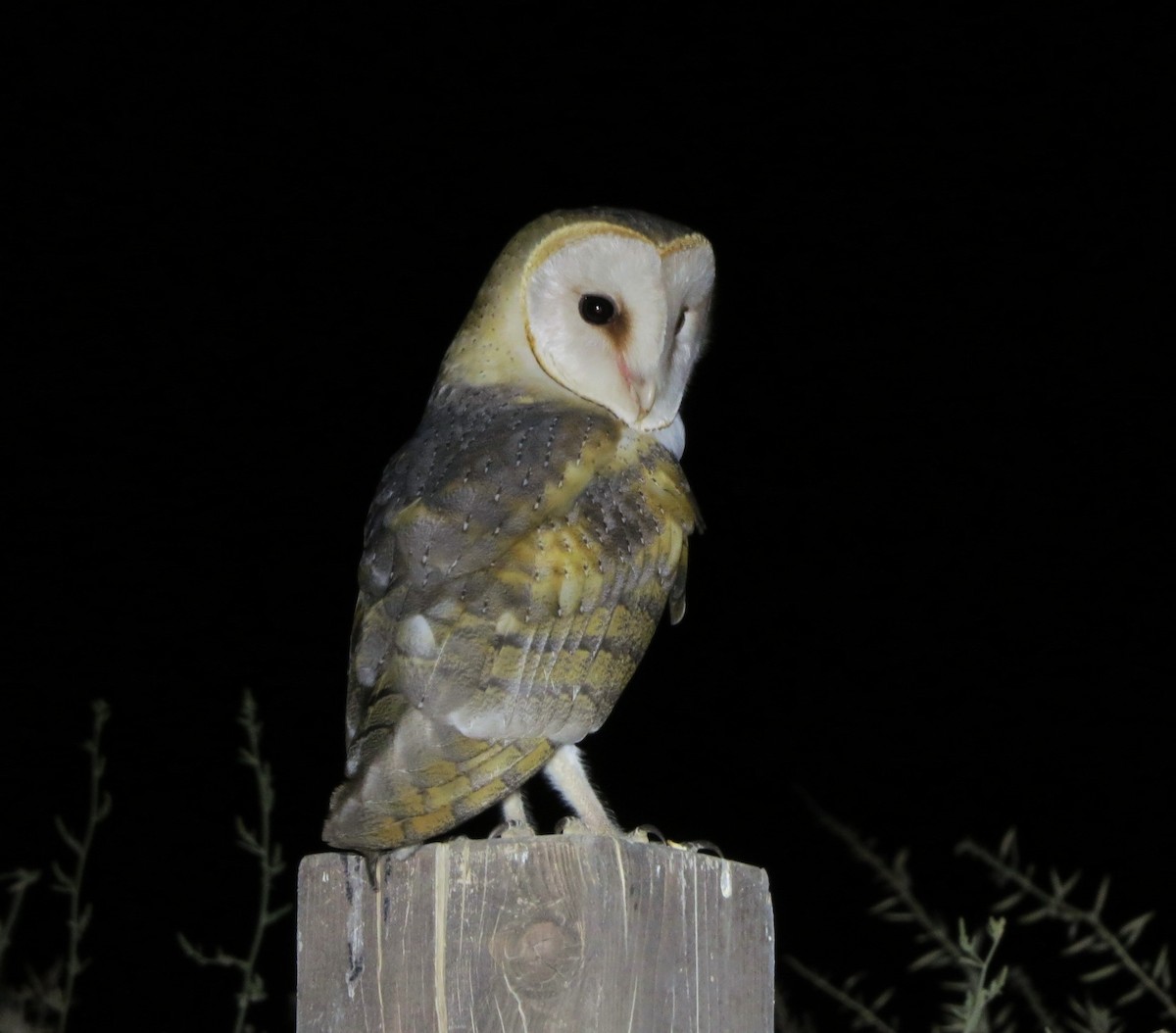 Barn Owl (Eurasian) - ML619724458