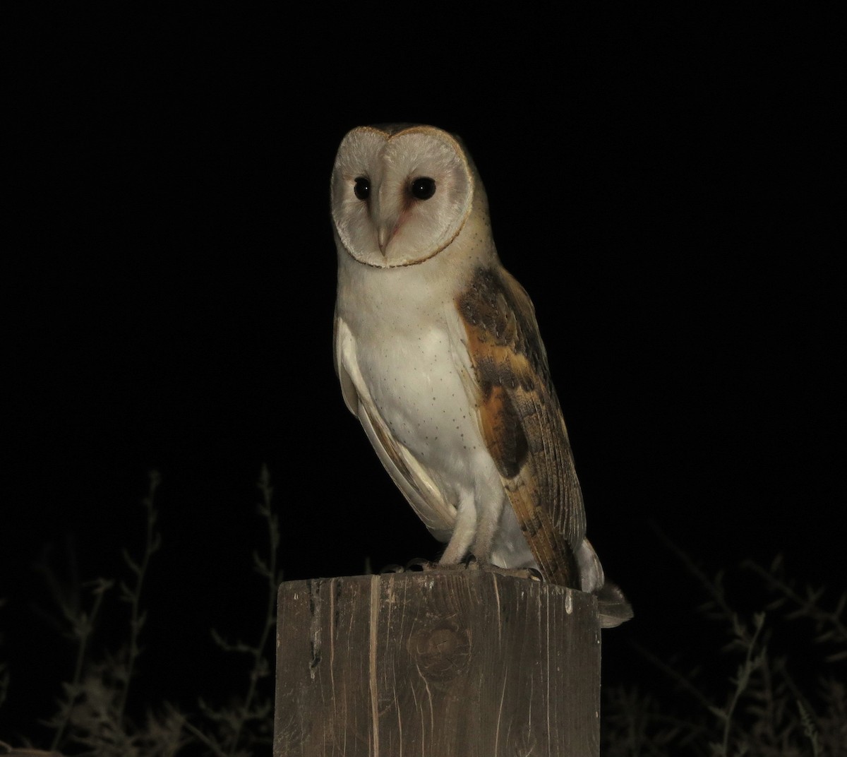 Barn Owl (Eurasian) - ML619724459