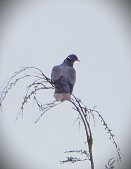 Band-tailed Pigeon - ML619724469
