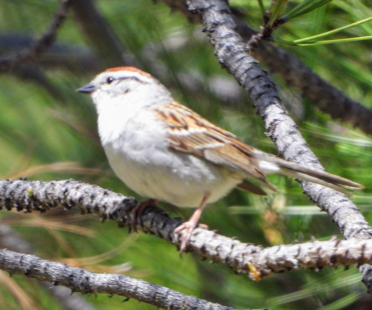 Chipping Sparrow - ML619724490