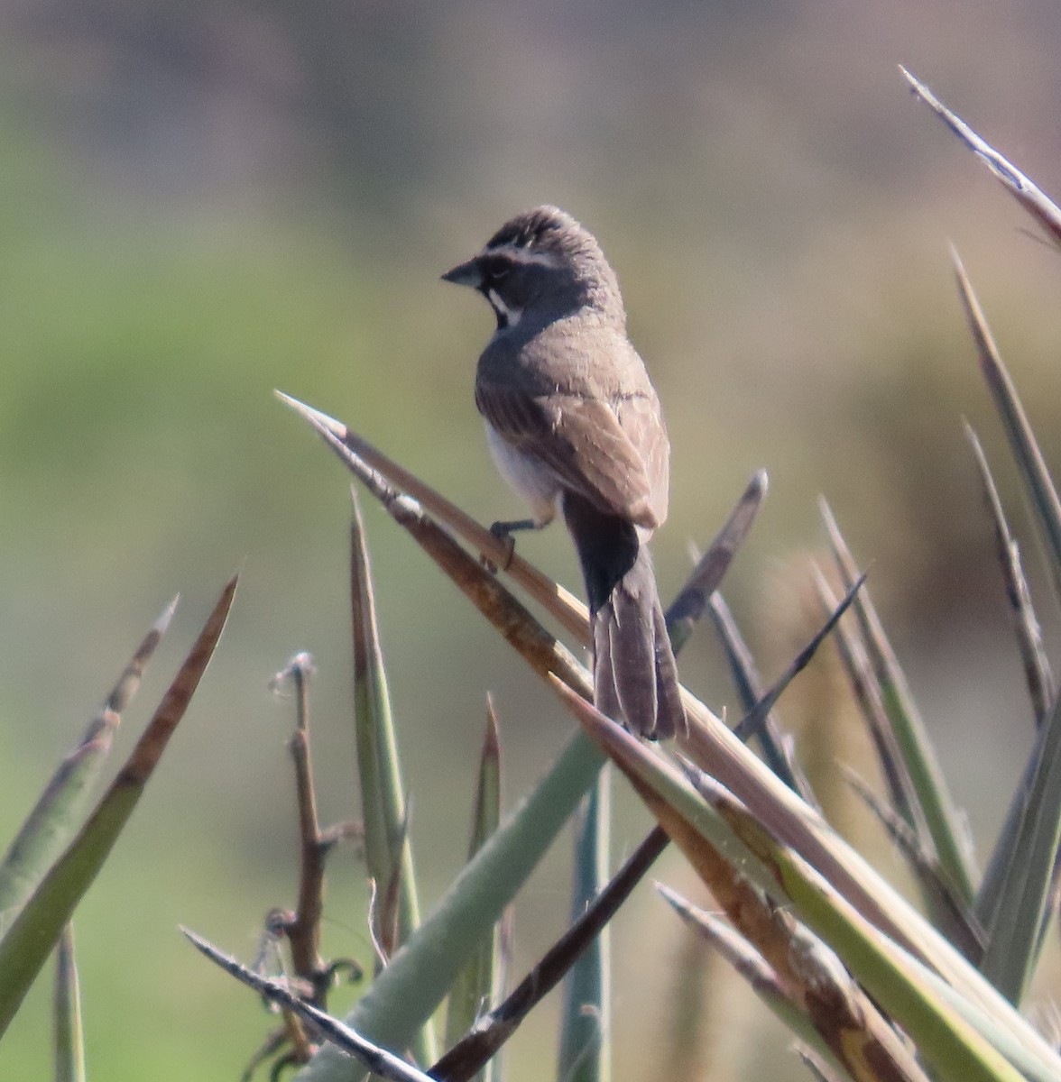 Black-throated Sparrow - ML619724497