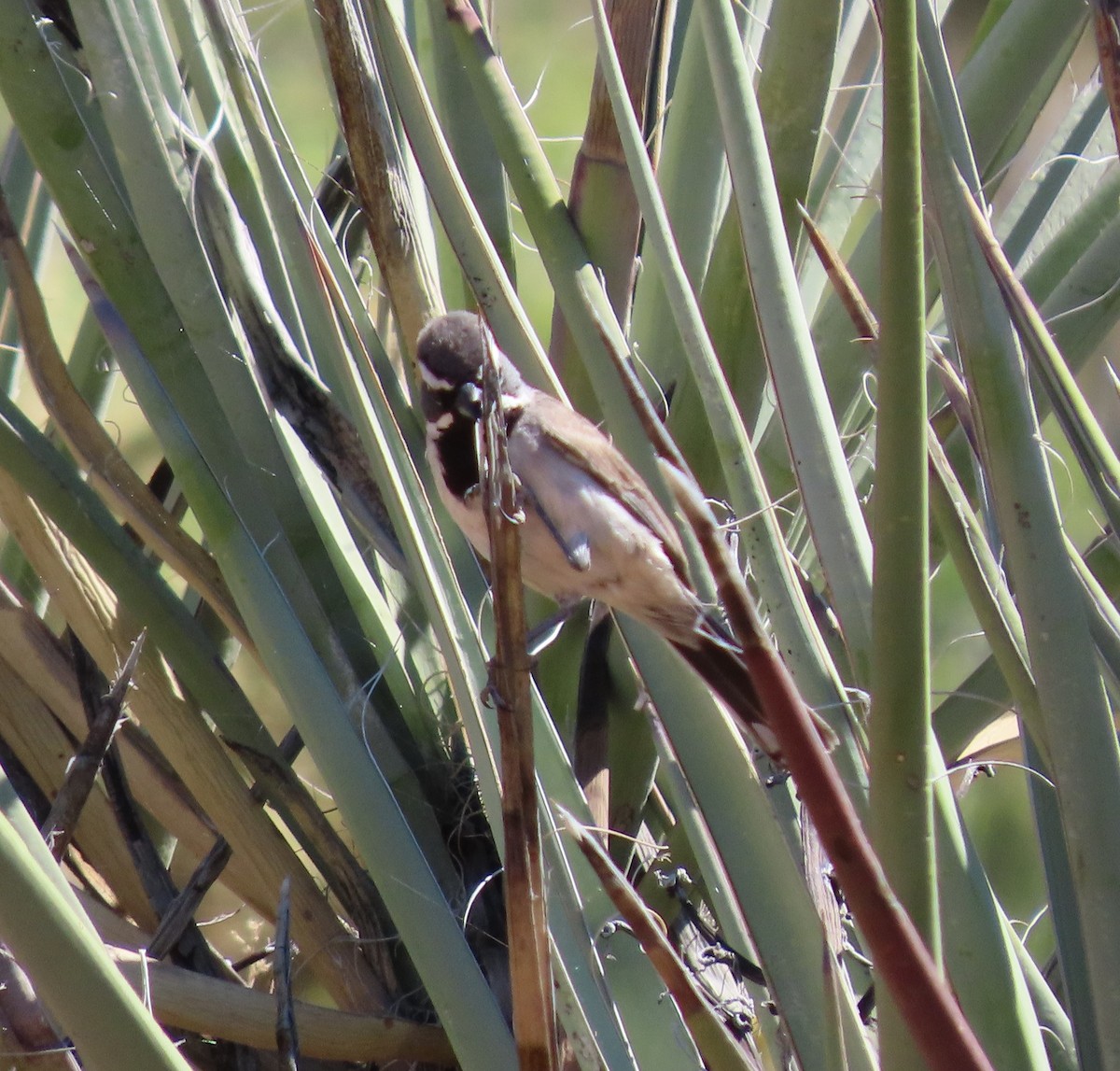 Black-throated Sparrow - ML619724499