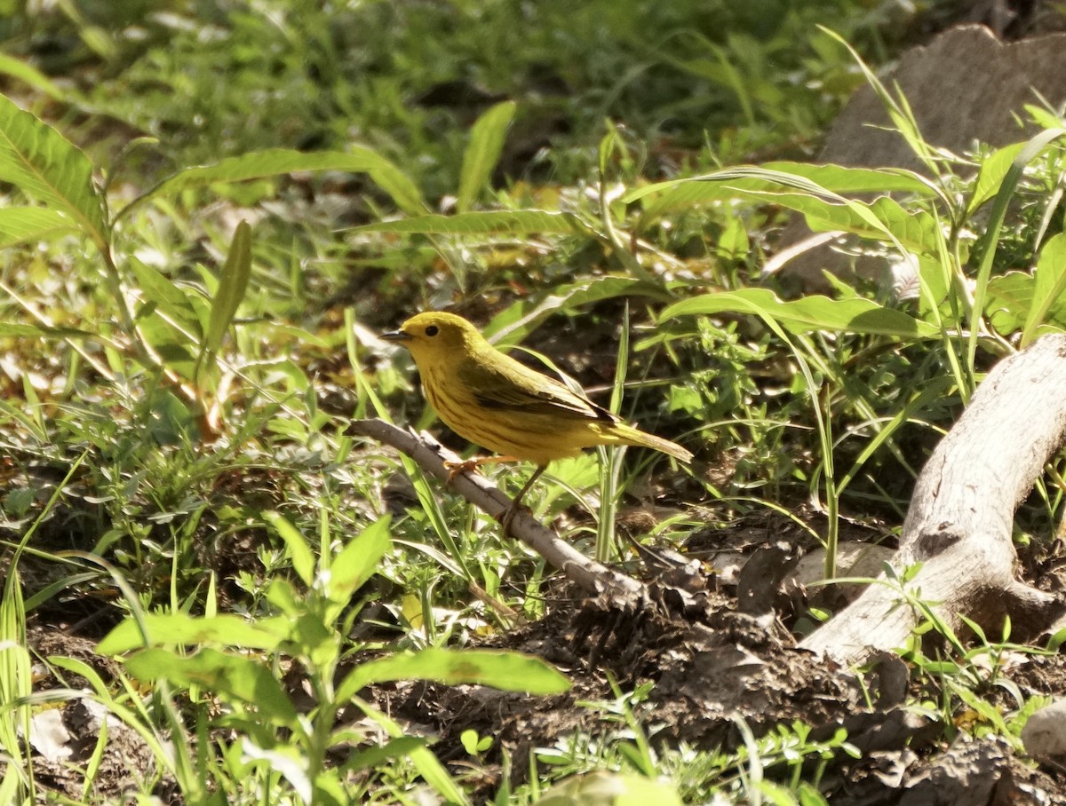 Yellow Warbler - ML619724542