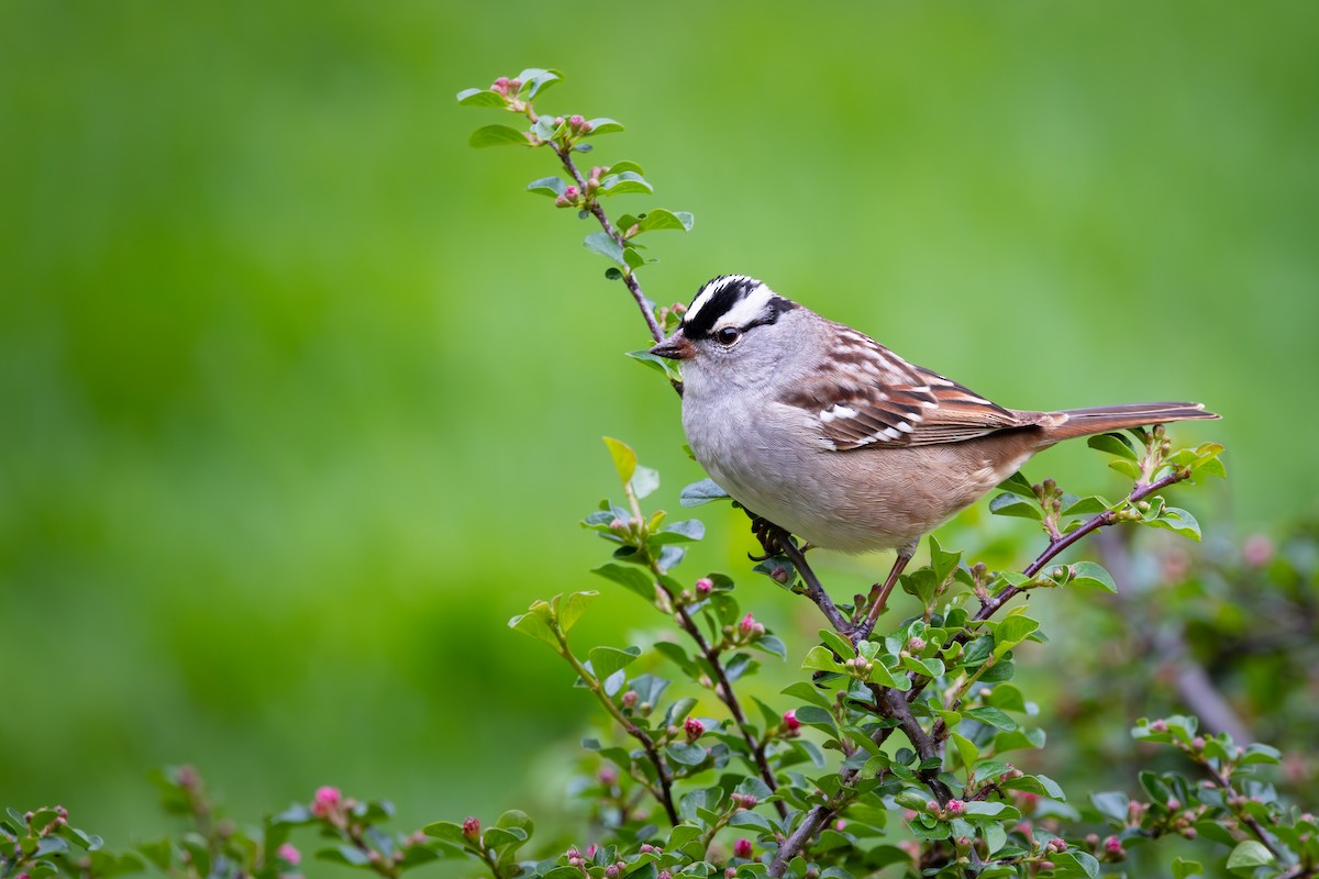 White-crowned Sparrow - ML619724559