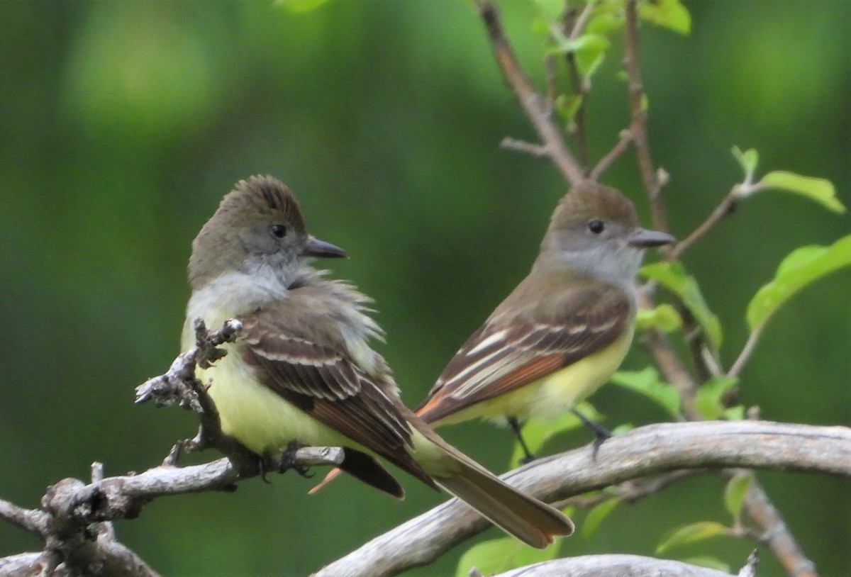 Great Crested Flycatcher - ML619724641