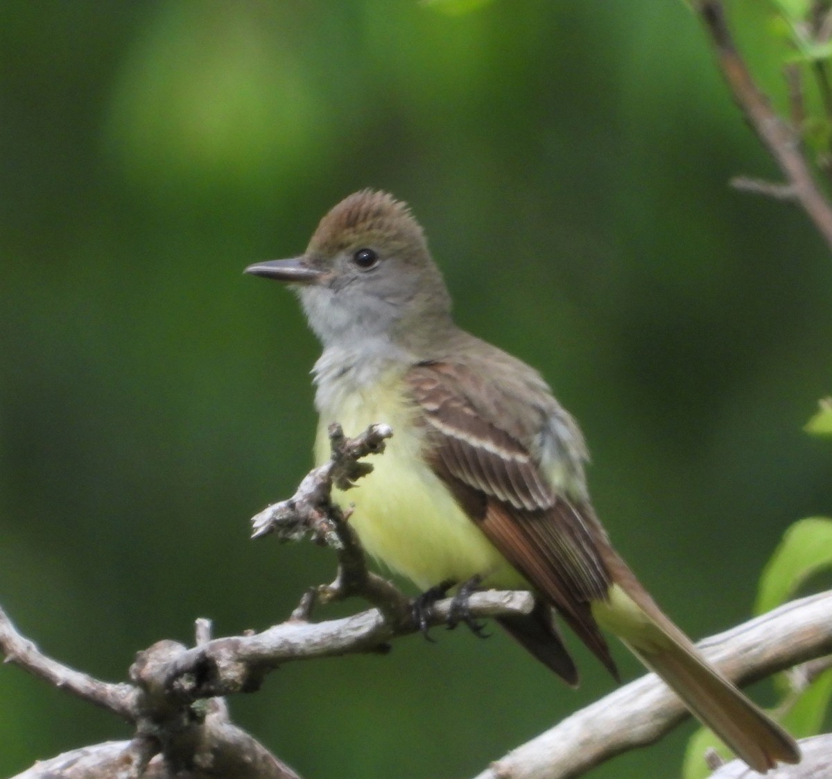 Great Crested Flycatcher - ML619724643