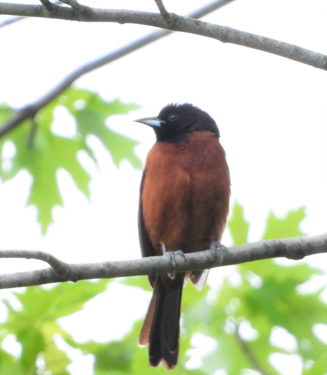 Orchard Oriole - ML619724658