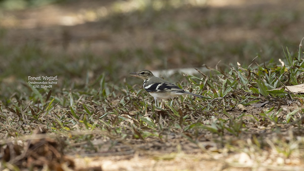 Forest Wagtail - ML619724674