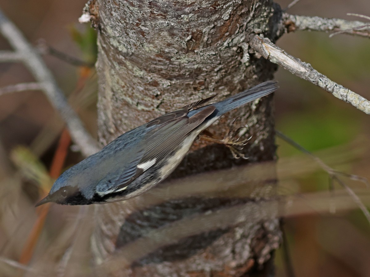 Black-throated Blue Warbler - ML619724678