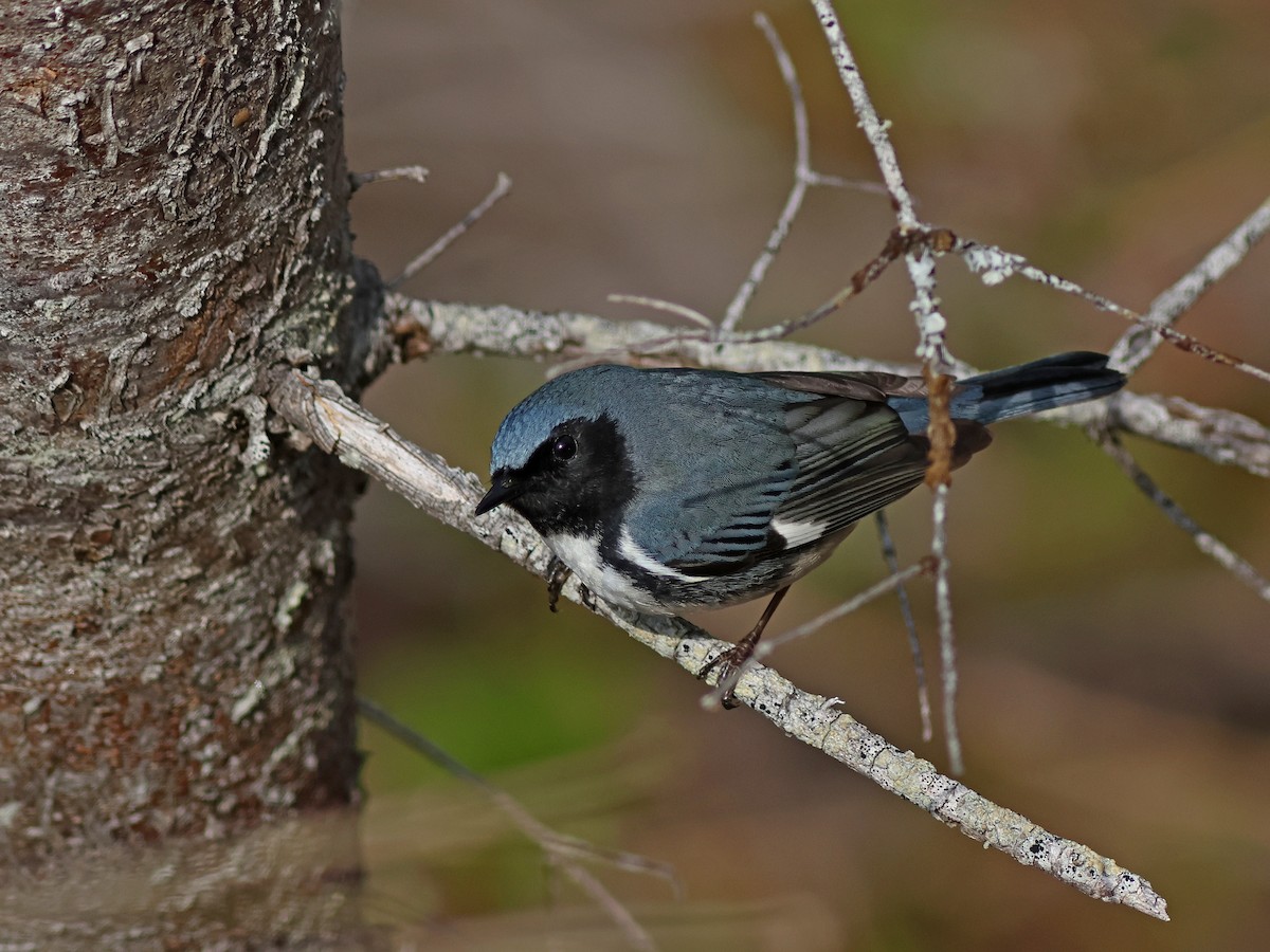 Black-throated Blue Warbler - ML619724679