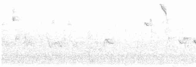 Canada Warbler - ML619724693