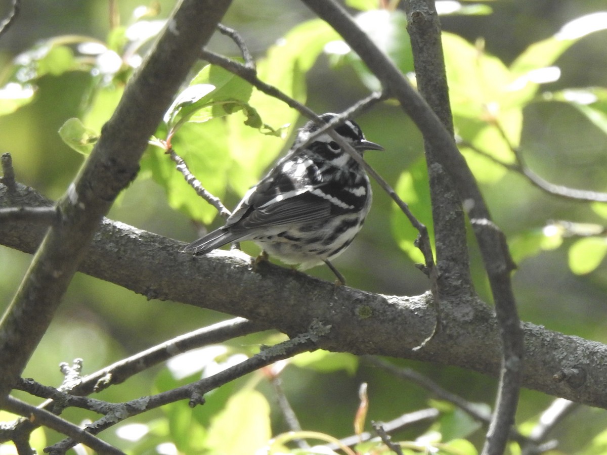 Black-and-white Warbler - ML619724703