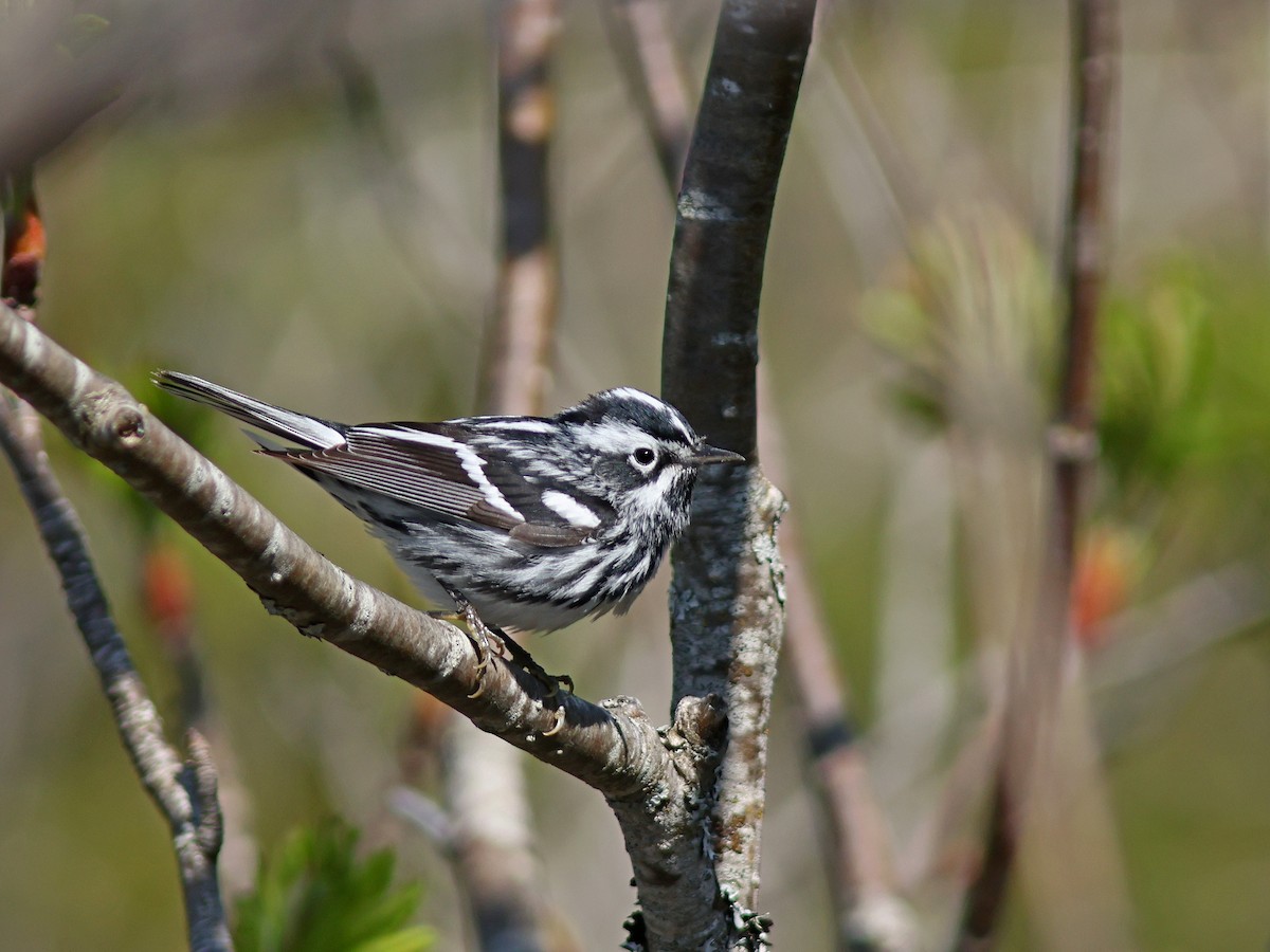 Black-and-white Warbler - ML619724723