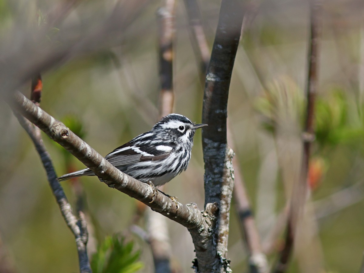 Black-and-white Warbler - ML619724724