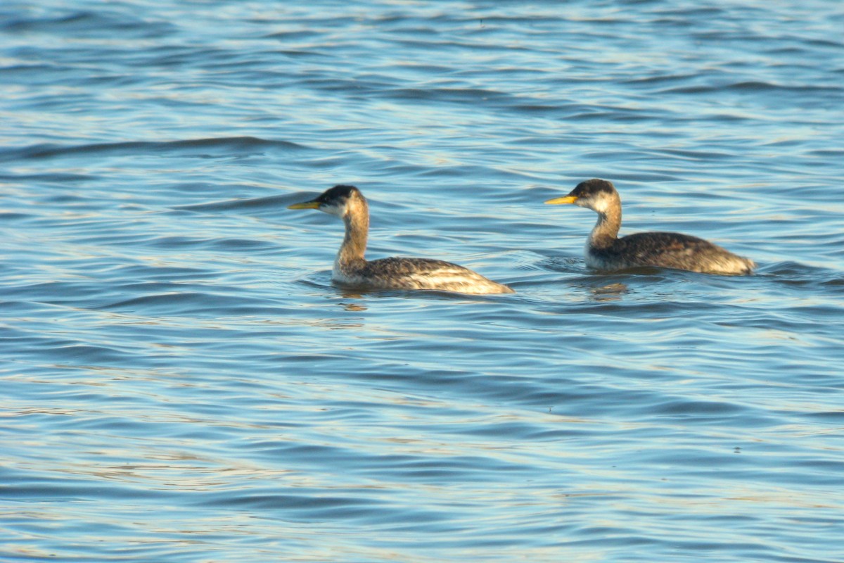 Red-necked Grebe - ML619724753