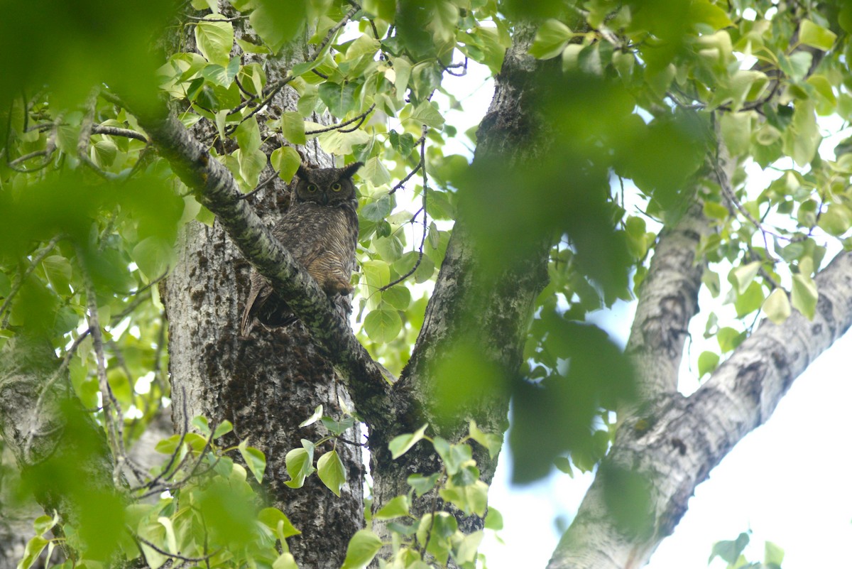 Great Horned Owl - ML619724781