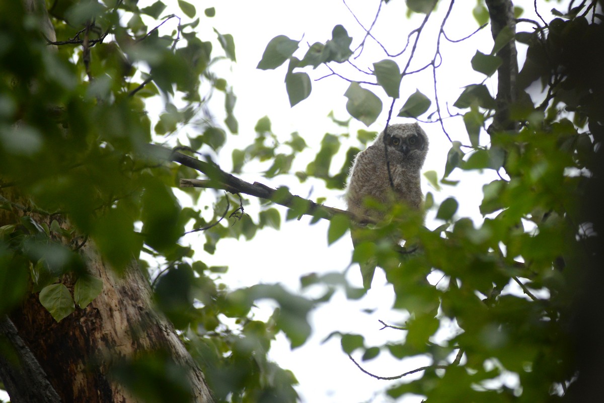 Great Horned Owl - ML619724782