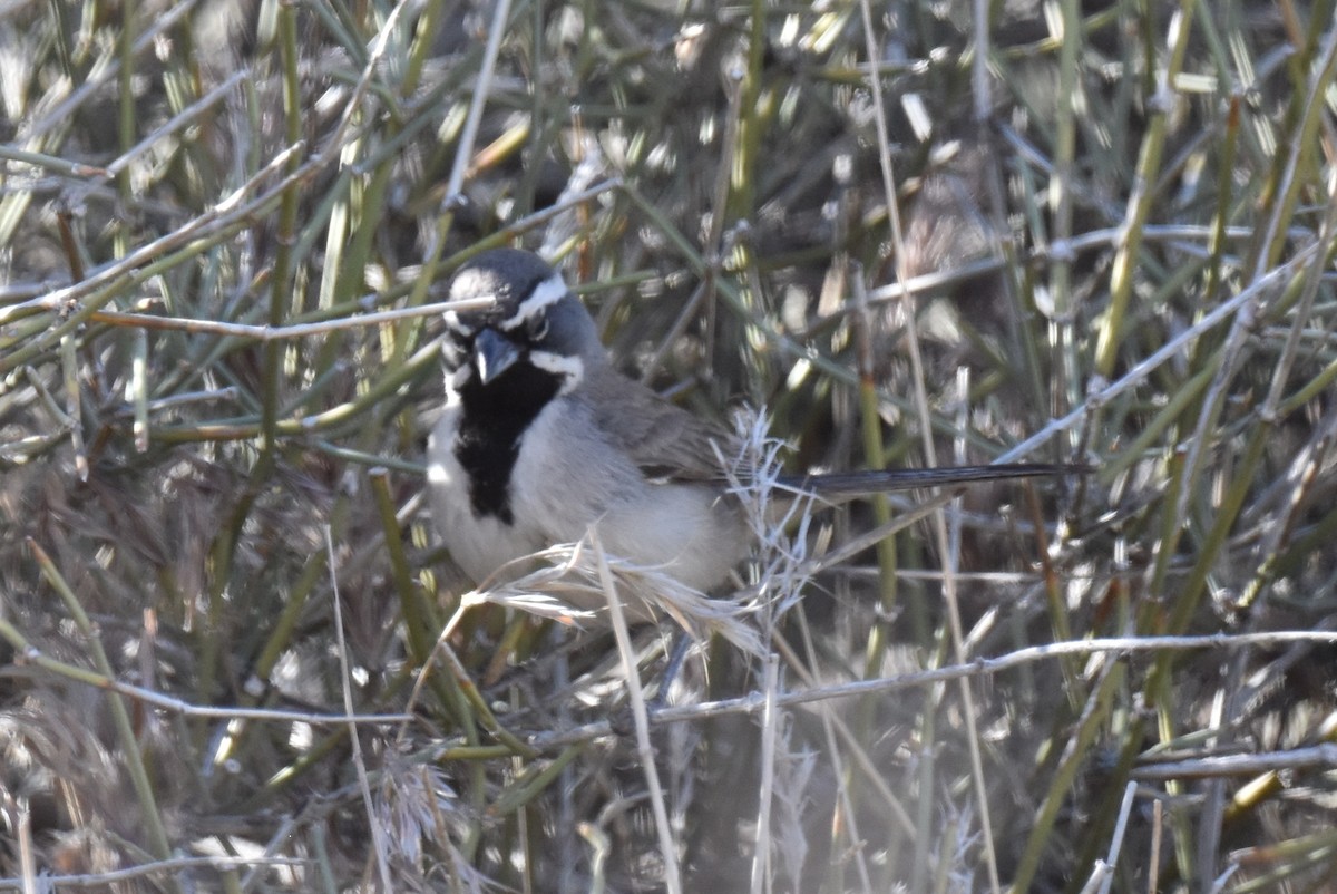Black-throated Sparrow - ML619724813