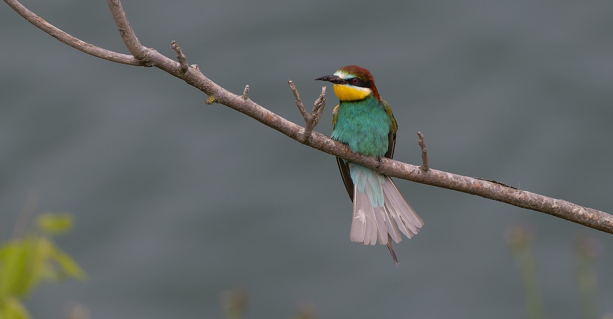 European Bee-eater - ML619724825