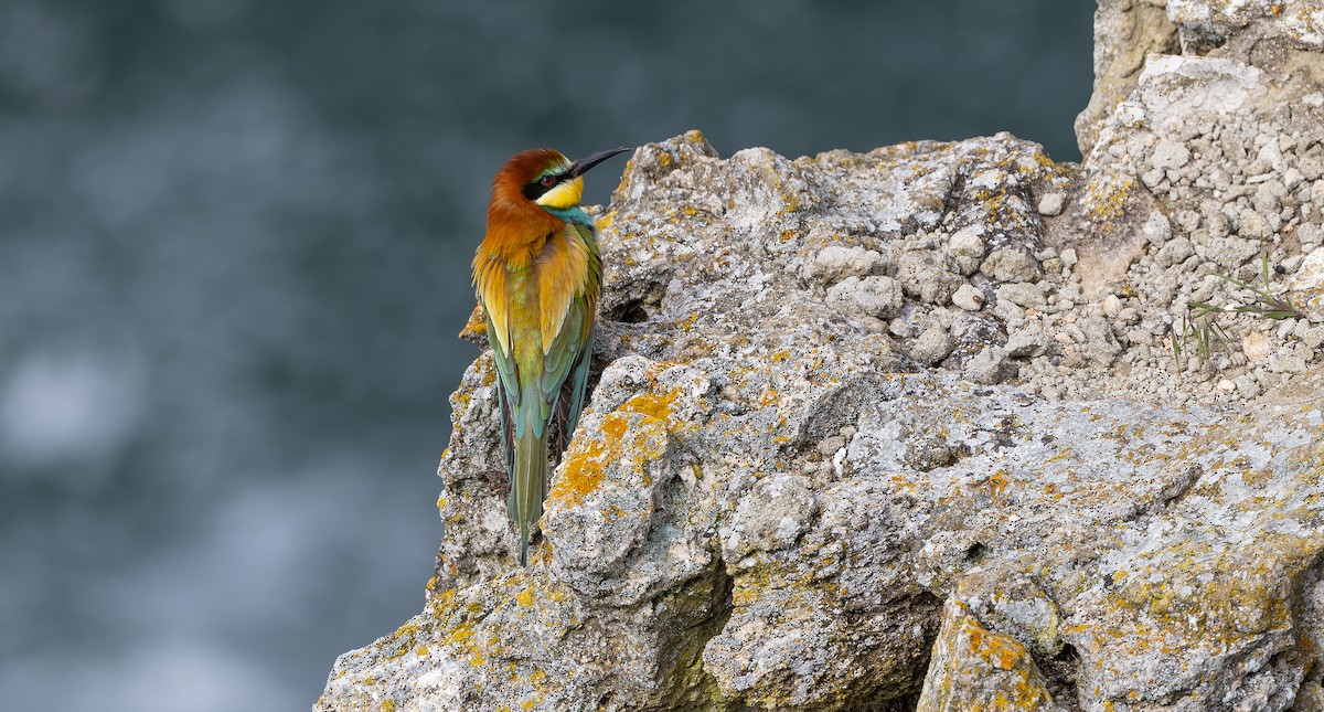 European Bee-eater - ML619724827