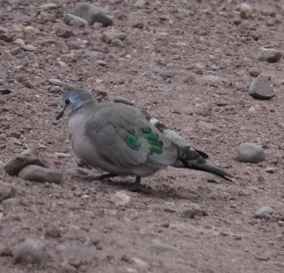 Emerald-spotted Wood-Dove - ML619724830