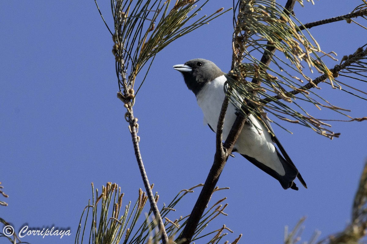 White-breasted Woodswallow - ML619724836