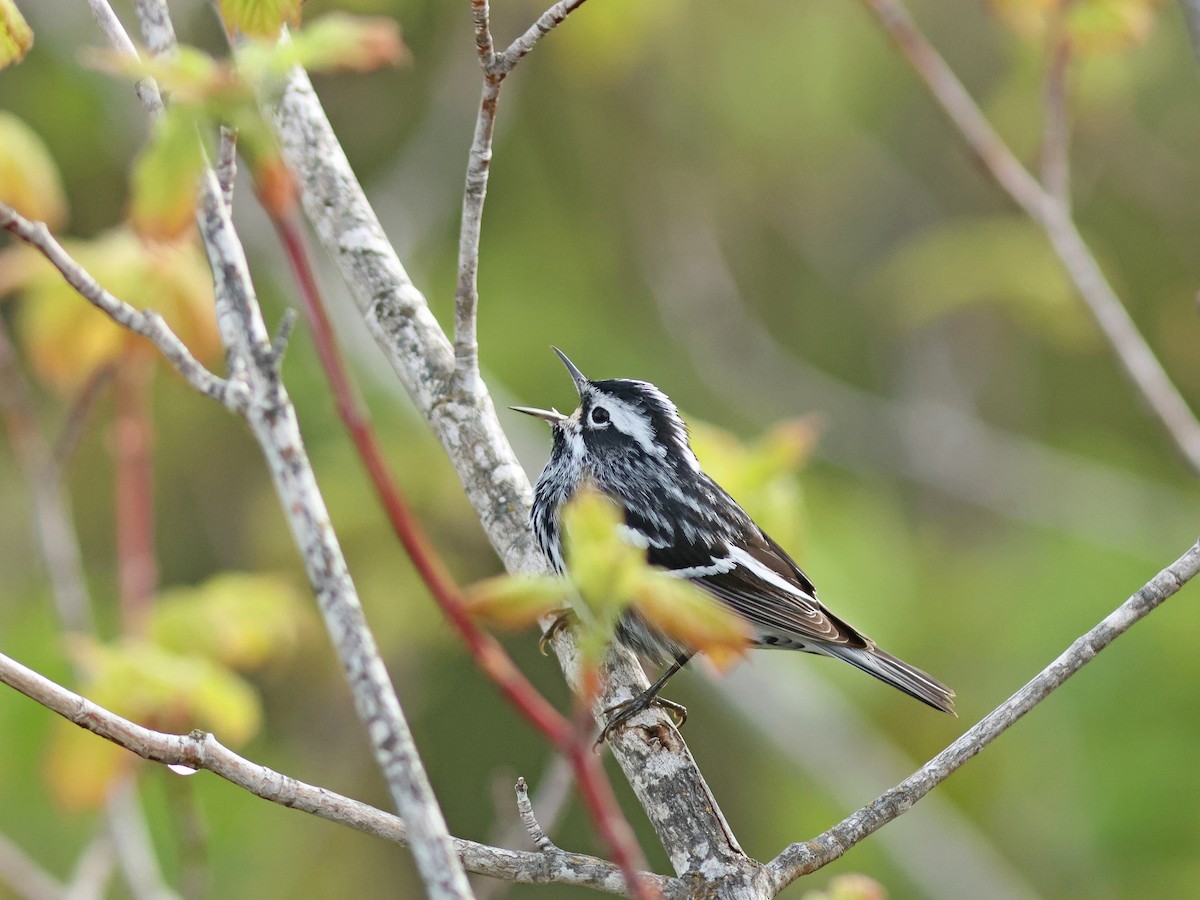 Black-and-white Warbler - ML619724841