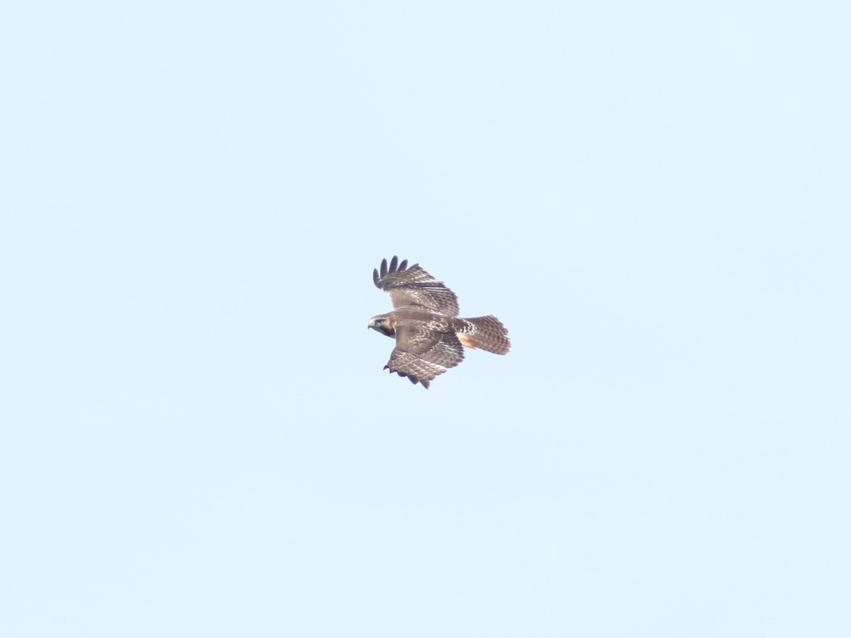 Red-tailed Hawk - ML619724851