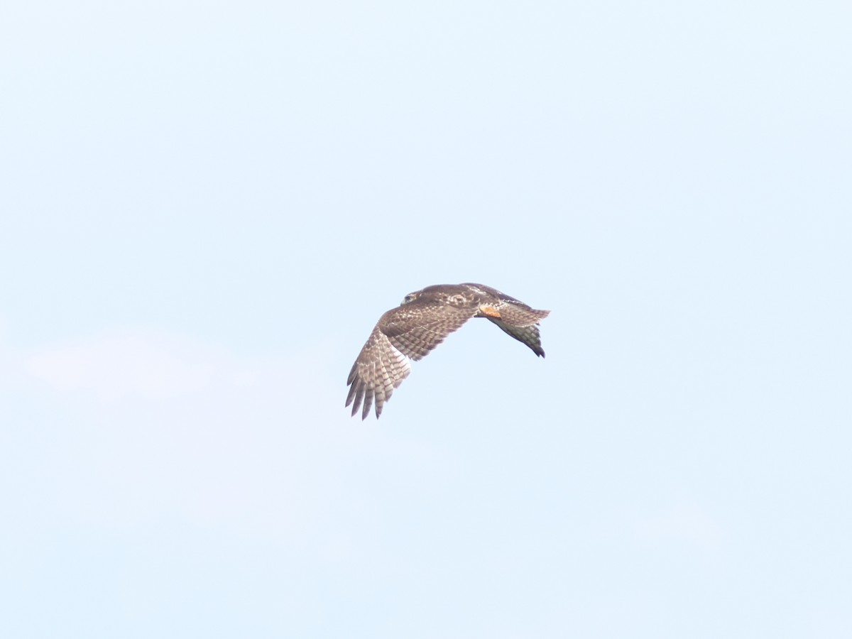 Red-tailed Hawk - ML619724853