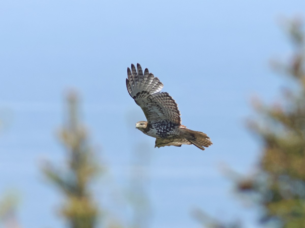 Red-tailed Hawk - ML619724854