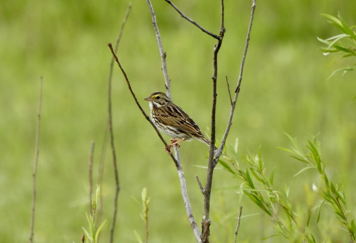 Savannah Sparrow - ML619724886