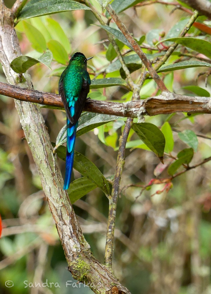 Long-tailed Sylph - ML619724896