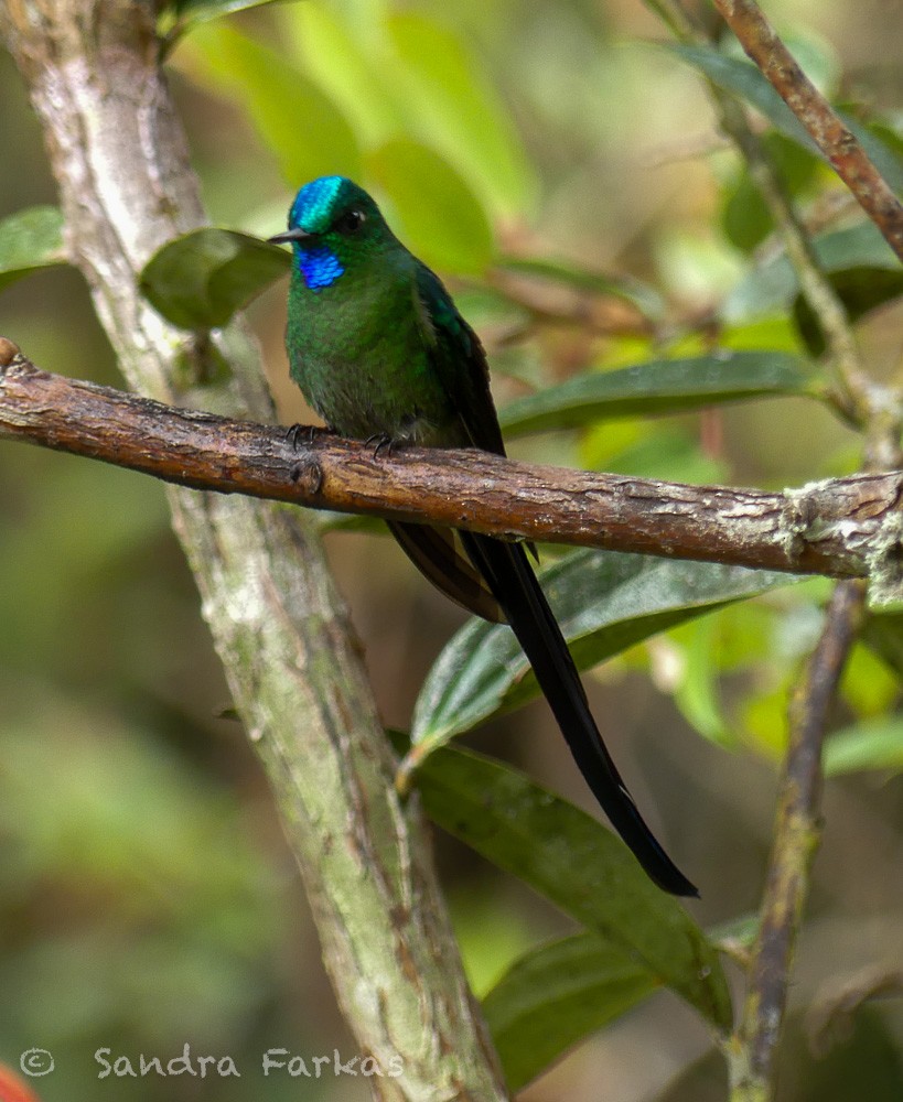 Long-tailed Sylph - ML619724897
