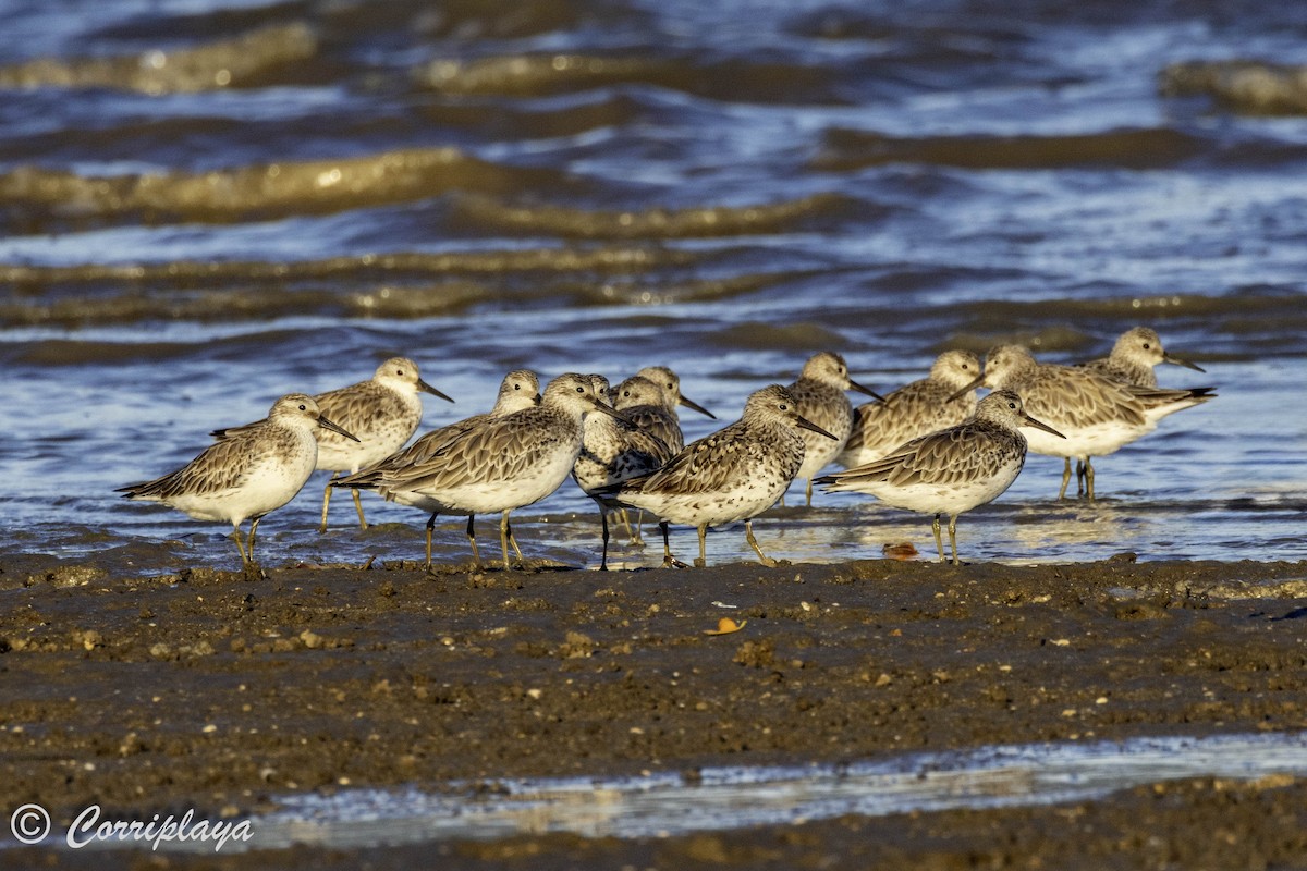 Great Knot - ML619724910