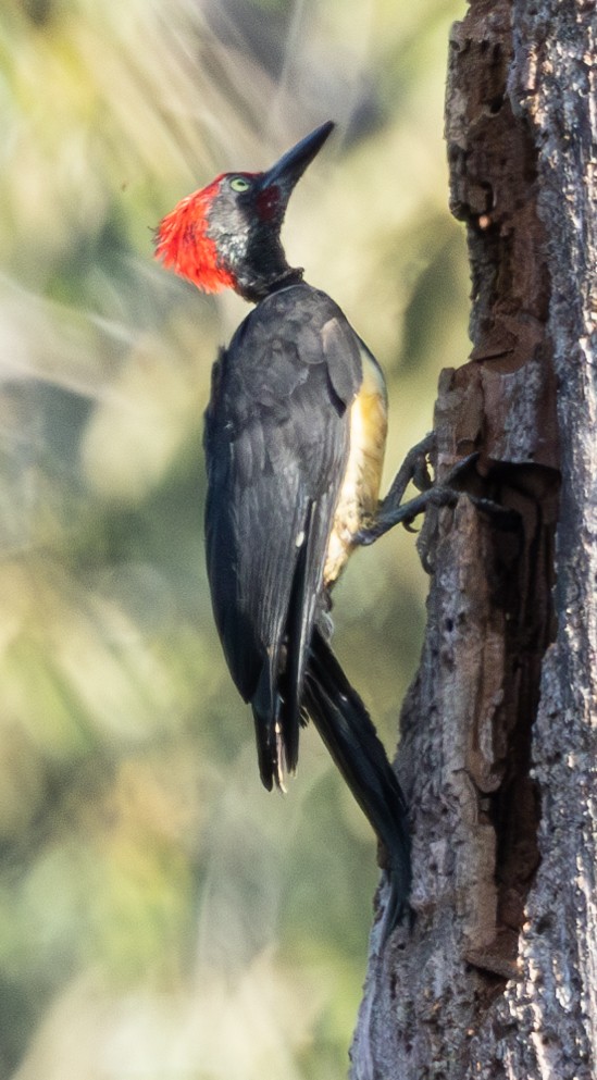 White-bellied Woodpecker - ML619724935