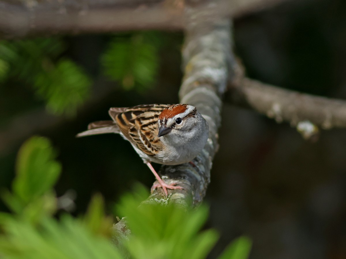 Chipping Sparrow - ML619724936