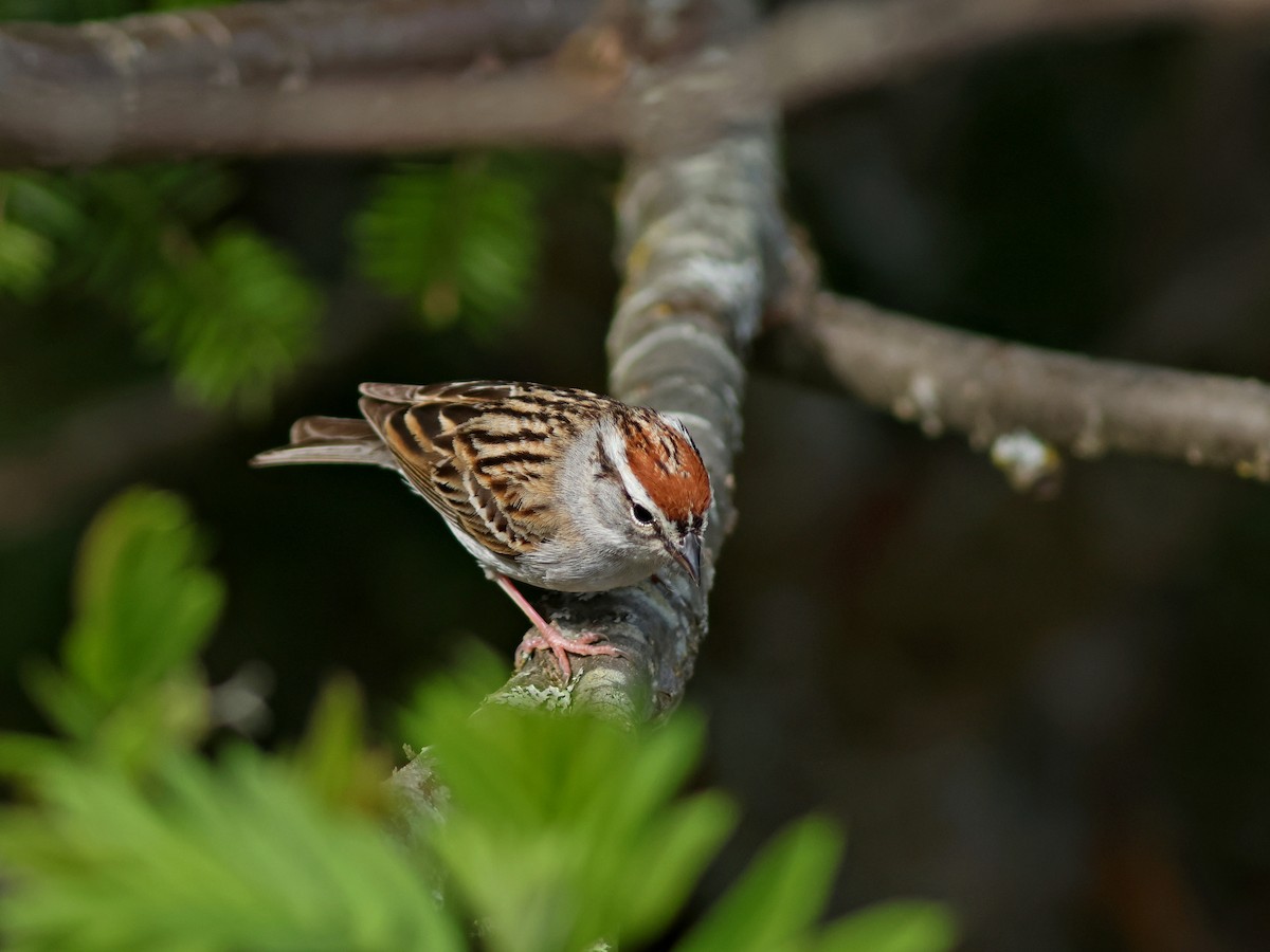 Chipping Sparrow - ML619724938