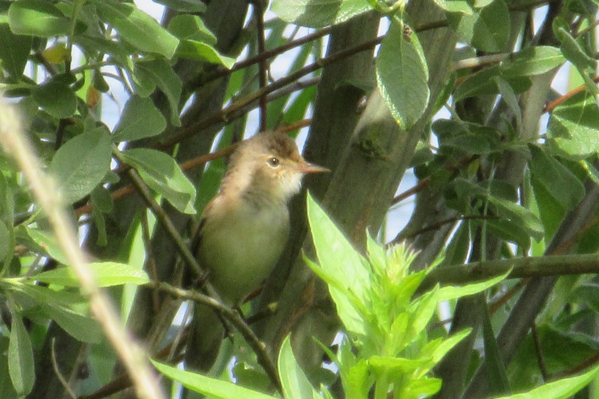 Common Reed Warbler - ML619724974