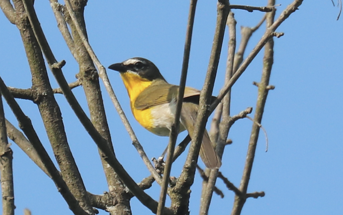 Yellow-breasted Chat - ML619724980