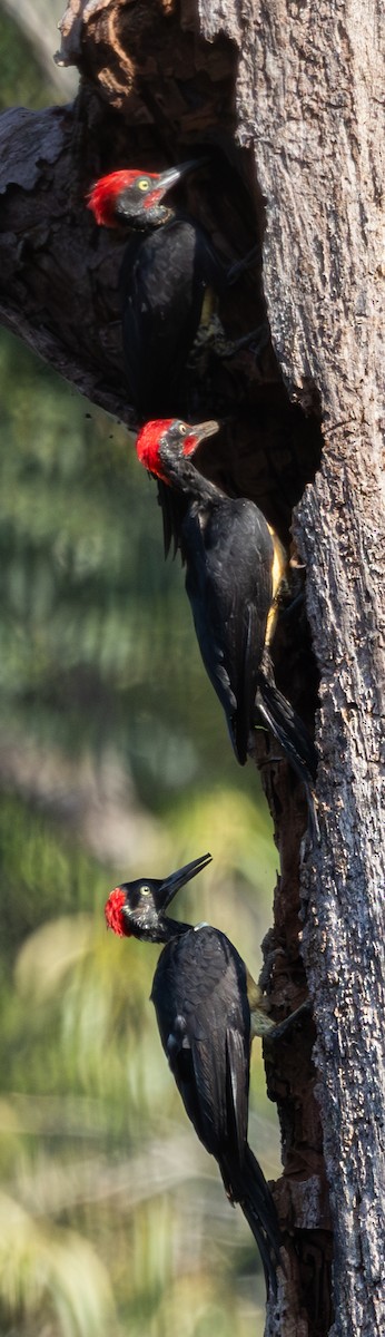 White-bellied Woodpecker - ML619724986