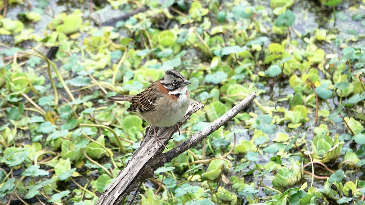 Rufous-collared Sparrow - ML619725038