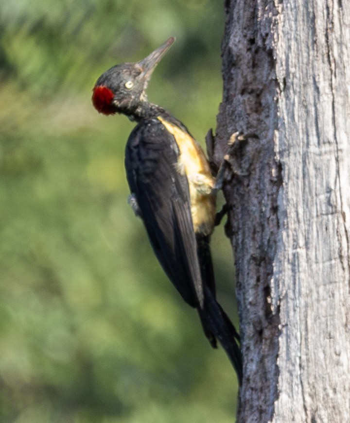 White-bellied Woodpecker - ML619725040