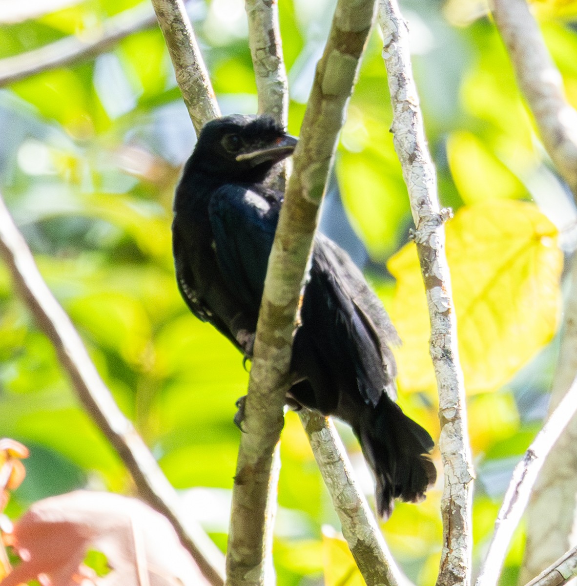 Greater Racket-tailed Drongo - ML619725051